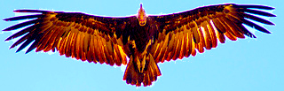 Eagle with wings open against a blue sky